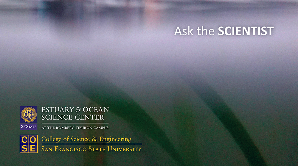 Underwater photo of eelgrass with EOS Center-SF State logo and College of Science and Engineering-SF State logo on lower left, and Ask the Scientist title on top right
