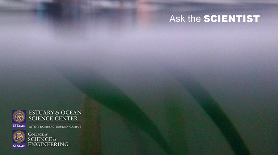 An underwater image of sea grass, with the words "Ask the Scientist" at top right, and logos for San Francisco State University's Estuary and Ocean Science Center and College of Science and Engineering at bottom left